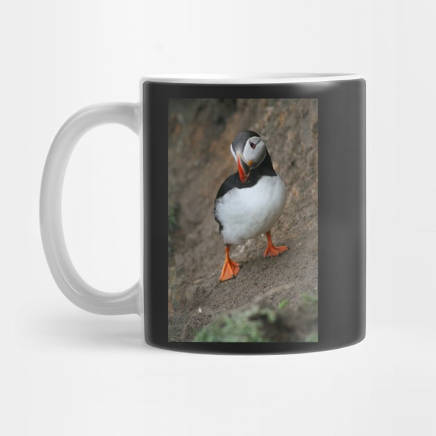 Quizzical Puffin by orcadia